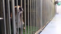 IMÁGENES SENSIBLES | Así trabaja Vivotecnia (contratada por la UB) de experimentos con perros