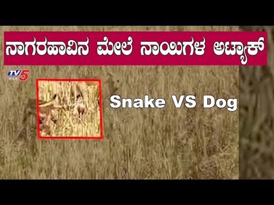 ನಾಗರಹಾವಿನ ಮೇಲೆ 3 ಶ್ವಾನಗಳ ಬಿಗ್ ಫೈಟ್ | Snake VS Dog | TV5 Kannada