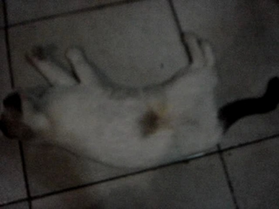 gordo e lola!