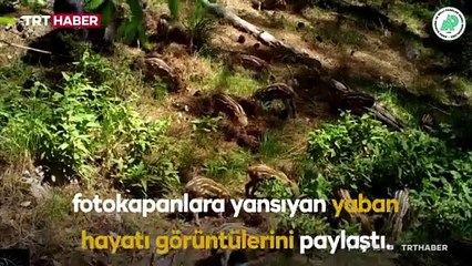 Antalya’da yaban hayatı foto kapanlara yansıdı