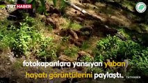 Antalya’da yaban hayatı foto kapanlara yansıdı