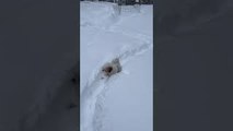 Small Dog Struggles Through Deep Snow to Find Toy