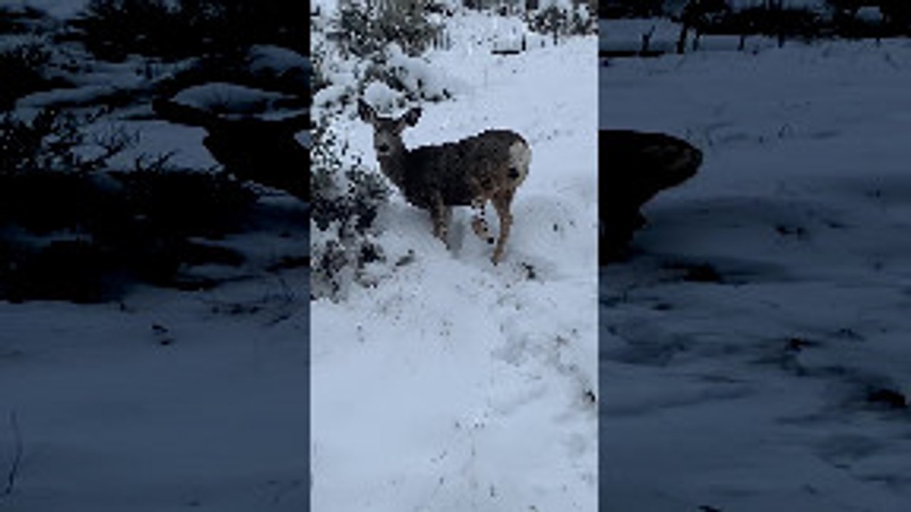 Injured Deer Walks with Hanging Foot