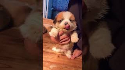 Weaning Meal for Cute Corgi