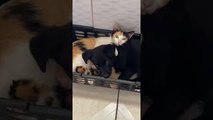 Puppy Snuggles with Kittens