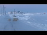 Mother Polar Bear and Cubs Wander into Town