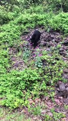 Bear Cub Comes Up Close to Car