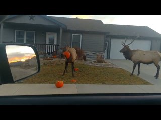Elk Enjoy Pumpkins in Estes Park