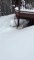 Small Dog Struggles Through Deep Snow to Find Toy