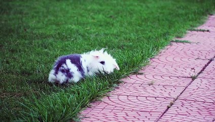 A fluffy bunny is running on grass