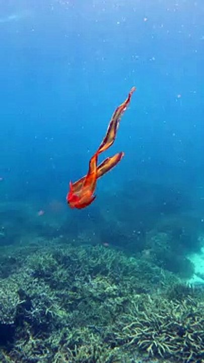 Bióloga marina graba un "encuentro único" con un raro pulpo manta