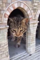 Funniest_Cats_and_Dogs__Part_26(720p)