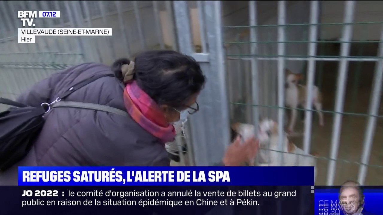 Avec 7.200 animaux en attente d'adoption, les refuges de la SPA saturés