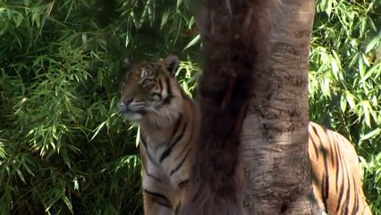 Adelaide zoo welcomes a new queen of the jungle