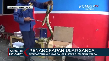 Petugas Tangkap Ular Sanca 2 Meter Di Selokan Warga