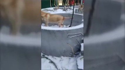 Amigos muy peculiares