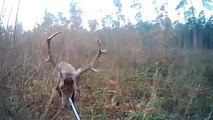 Un cerf perce l'orbite de l'œil d'un chasseur