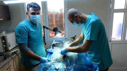 Veterinerler barınaklara teslim edilen yasaklı ırkları kısırlaştırmaya yetişemiyor