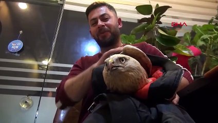 Yaralı kartalı montuna sardı, adeta arkadaş oldular
