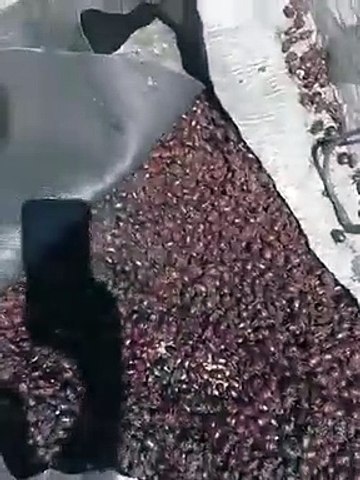 Plaga de millones de escarabajos