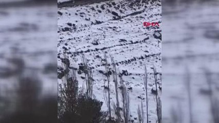 Dağ keçilerini takip eden kurt sürüsü görüntülendi