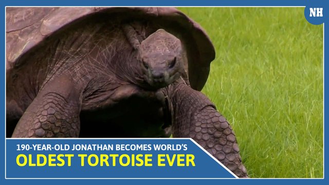 190-Year-Old Jonathan Becomes World’s Oldest Tortoise Ever, Earns Guinness World Records Title