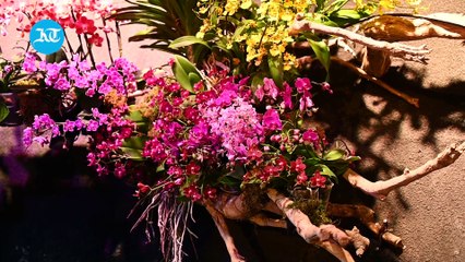 80,000 plants and counting: Inside the Singapore pavilion