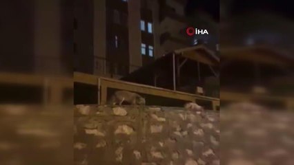 Yemeklerini bölüşen tilki ile kedi kamerada