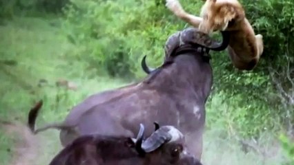 combats d'animaux sauvages incroyables