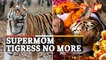 Supermom Tigress ‘Collarwali’ No More | Legendary Tigress Of MP Pench Passes Away