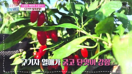 3대 명약으로 알려진 뇌졸중 예방에 도움 주는 ▶○○○◀ TV CHOSUN 220118 방송