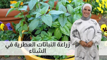 زراعة النباتات العطرية في الشتاء