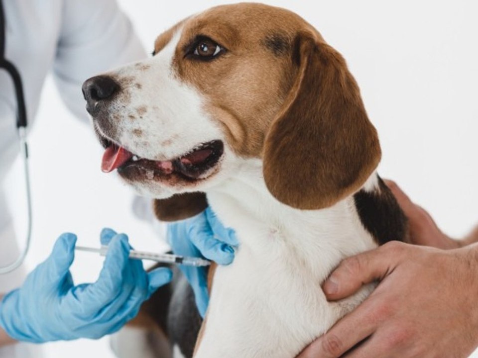 Ärzte schlagen Alarm: Impfstoff für Tiere geht aus!