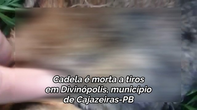 Cadela é morta a tiros no distrito de Divinópolis em Cajazeiras e dono tem suspeitas da autoria
