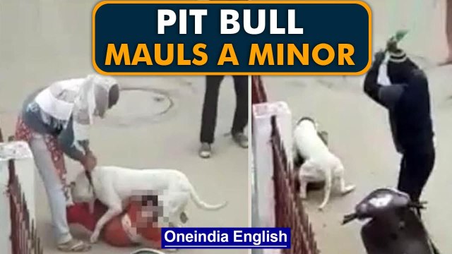 Pit Bull mauls a child in Noida; dog’s owners arrested | OneIndia News