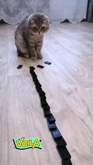 cute cat are shocked