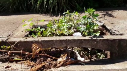 Tampa de boca de lobo é destruída e moradora do Tarumã faz apelo pela substituição