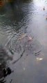 Otters filmed feeding at Ferry Meadows