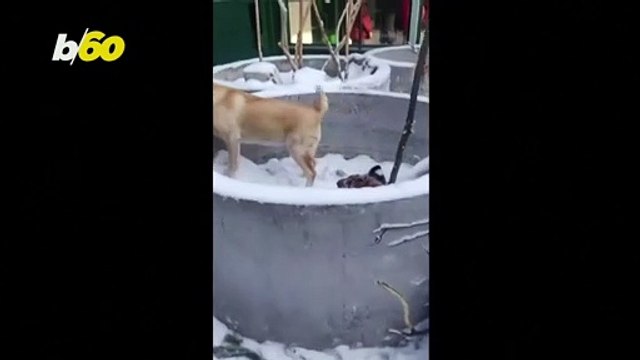 Lions, Tigers, and Dogs, Oh My? Siberian Zoo Features Lions and Tigers but Also a Doggie Playpal!