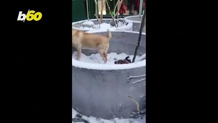 Lions, Tigers, and Dogs, Oh My? Siberian Zoo Features Lions and Tigers but Also a Doggie Playpal!