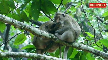 Mereka Kedinginan || Kehidupan Monyet Di Alam Liar