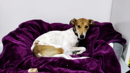 Leeds family distraught as dog Teddy killed in sickening attack