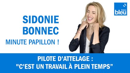 Pilote d'attelage : "C'est un travail à plein temps, chez les chiens rien n'est acquis"