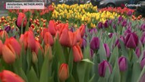 تصاویری از هلند؛ توزیع دسته گل رایگان به مناسبت روز ملی لاله در آمستردام