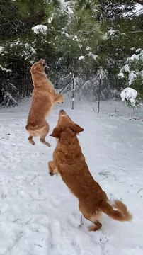 Dog Grabs Branches and Makes Snow Fall on Her