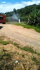 Gato é atacado por abelhas em Gaspar