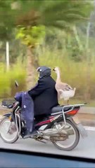 Une oie fait de la moto