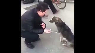 Un chien vraiment très poli
