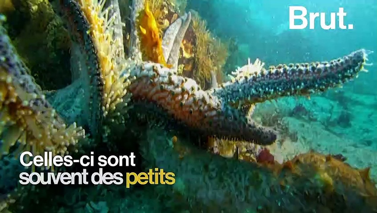 Comment les étoiles de mer se déplacent