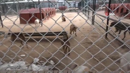 Niğde'de 50 tane yasaklı köpek ırkı bakıma alındı
